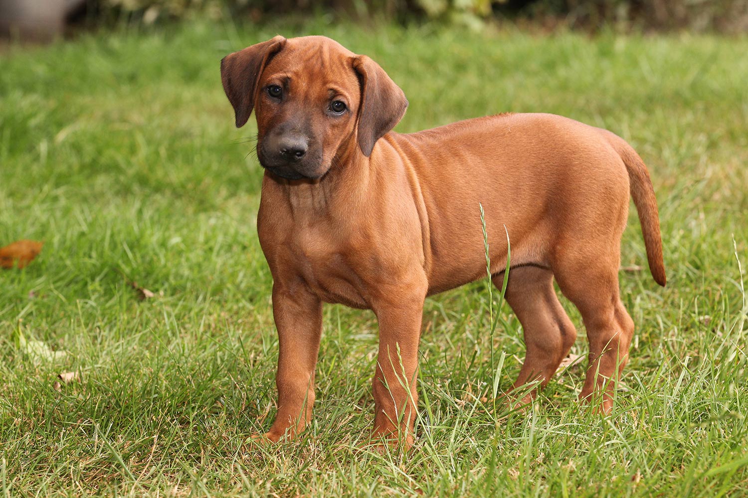 Rhodesian Ridgeback - Ekongo Kaross