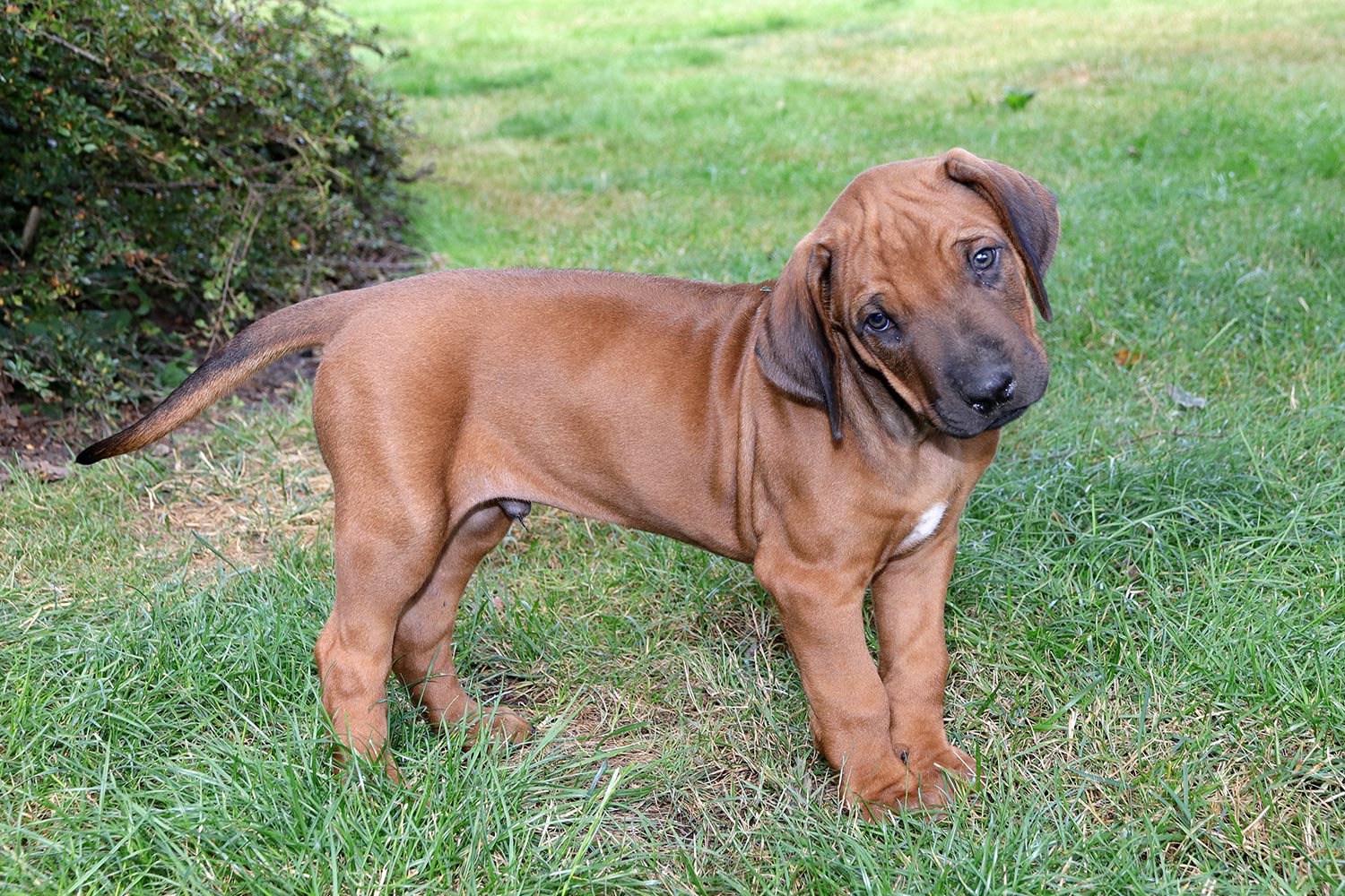 Rhodesian Ridgeback - Ekongo Kaross